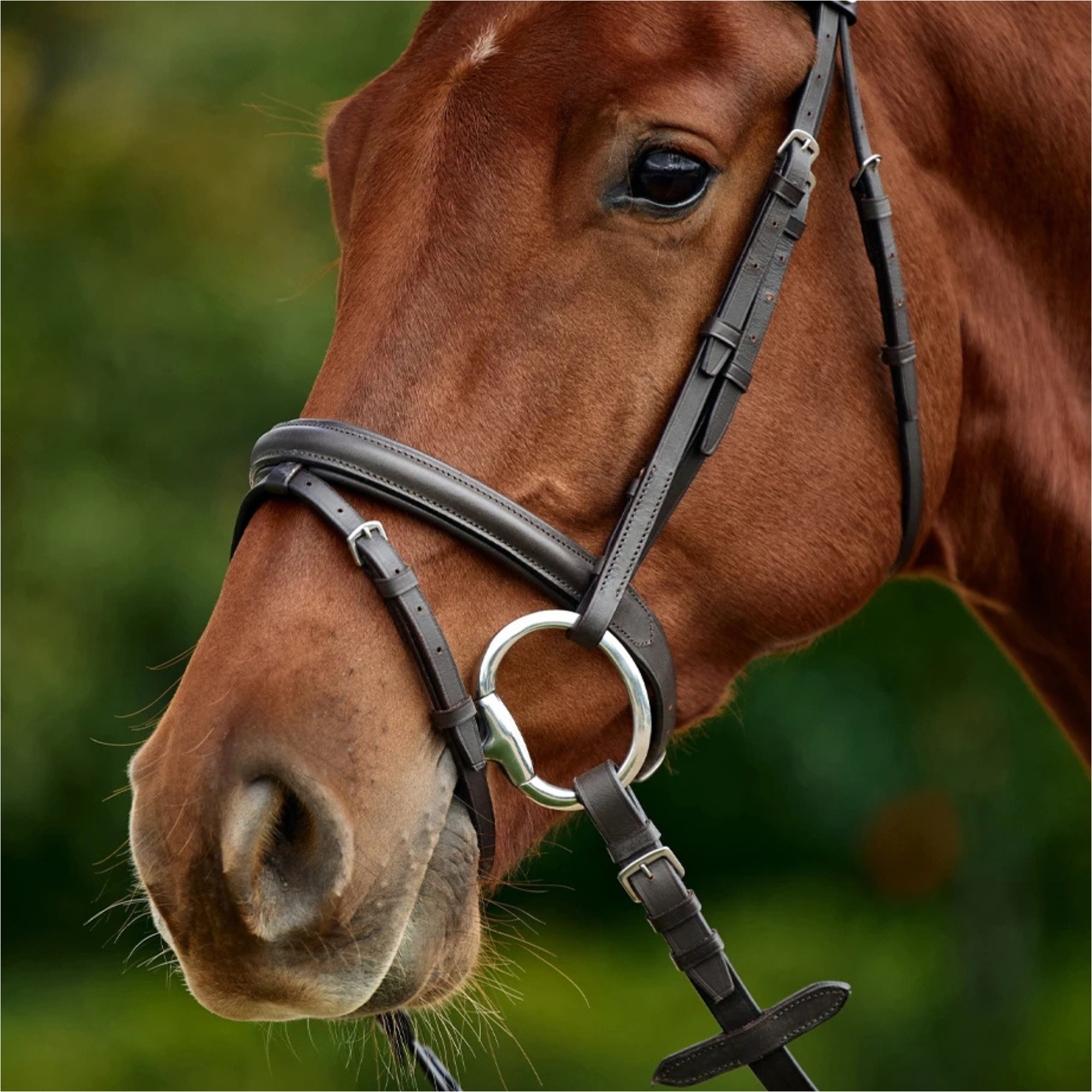 2026 Dublin Bridle Rembourré Flash 1031497 - Brown